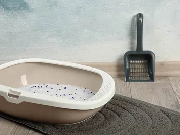 10 Essential Cat Litter Box Accessories to Get You Started