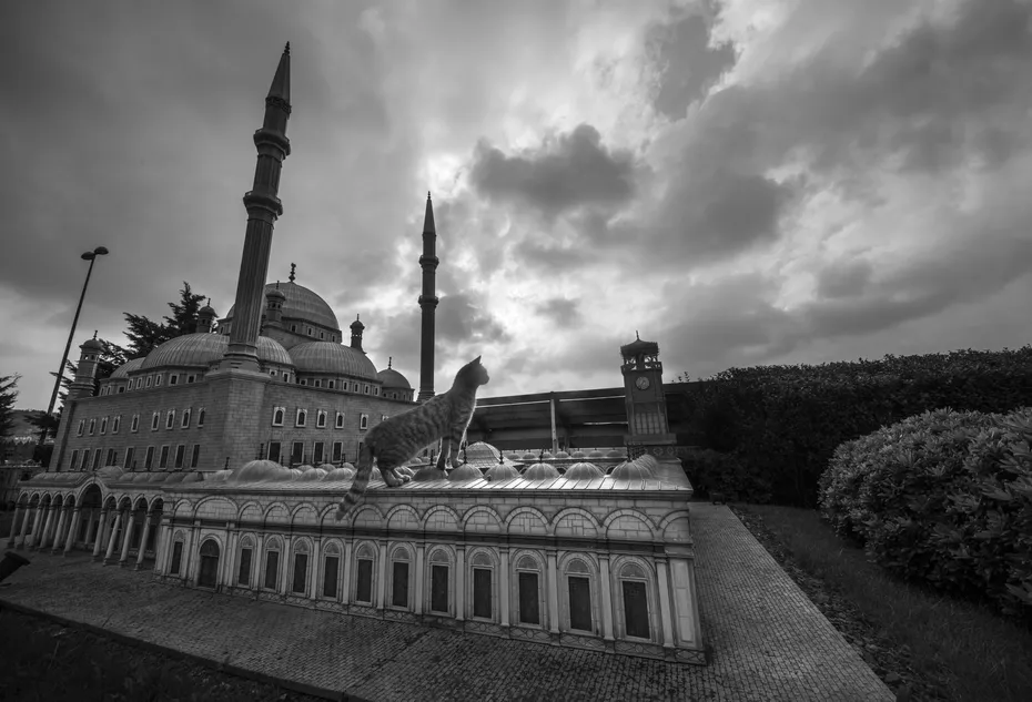Weekly Mews - Capturing Catstanbul 16