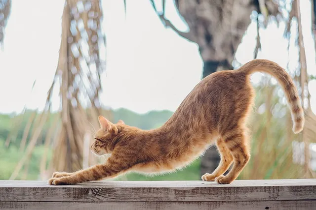 7 Favorite Cat Stretches (With Infographic)
