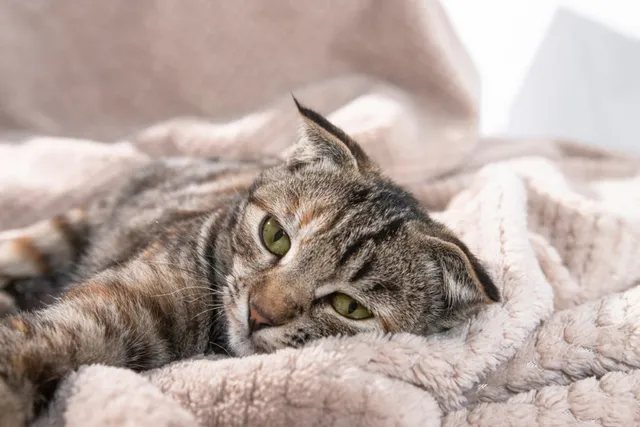 How Contagious is Feline Leukemia? Vet-Approved Facts & Explanation