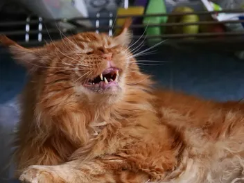 Do Cats Get Seasonal Allergies? Signs & Treatments