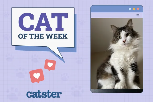 Catster Photo Contest: Cats of the Week Winners (November 28, 2024)