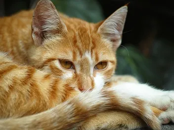 How Do Cats Get Worms? Vet Reviewed Causes, Signs & Prevention