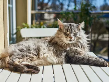 How to Get Rid of Cat Urine Smell Outside: 5 Simple Options