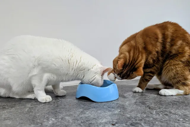 Solving the Mystery of the Messy Bowl: Cats on Camera