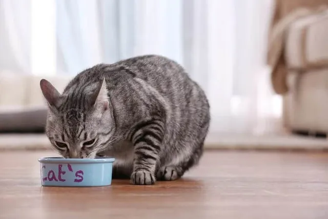 How Often Should I Feed My Cat? Vet-Reviewed Considerations & Tips