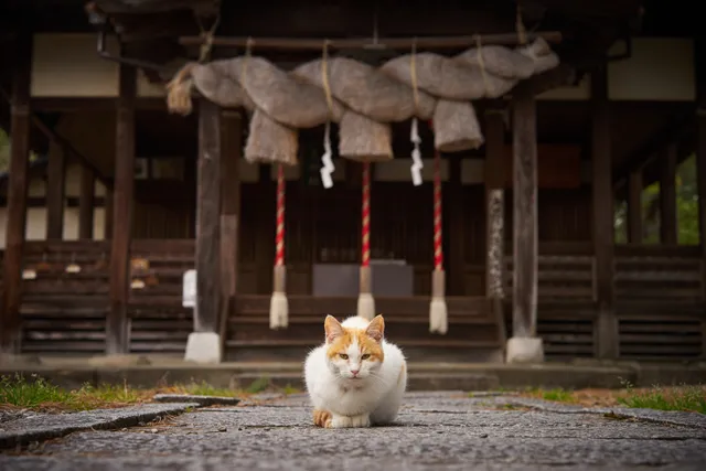 National Cat Day in Japan 2026: How & When Is It Celebrated?