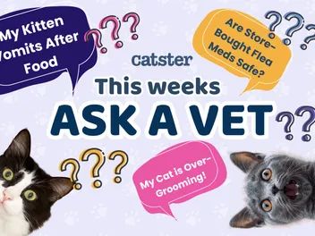 Ask Dr. Paola – Help! My Kitten Pukes After She Eats! (March 2, 2026)