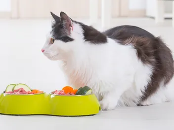 Are Cats Omnivores? Our Vet Answers & Explains