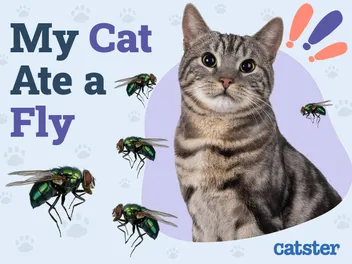 My Cat Ate a Fly: Vet-Verified Dangers & Tips
