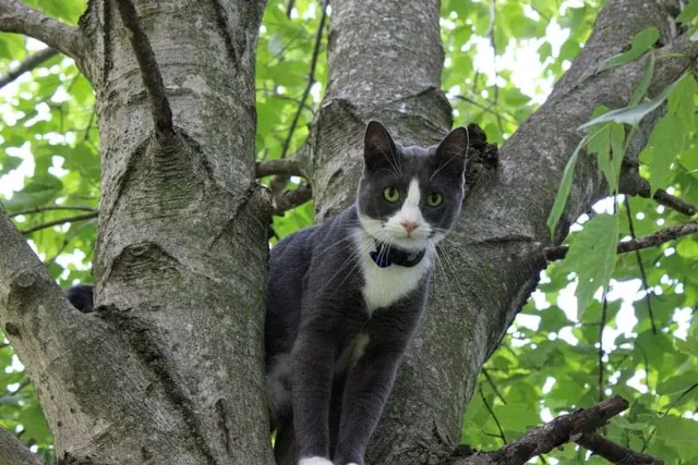 How to Stop a Cat From Climbing a Tree: 8 Methods & Safety Tips