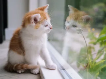 7 Possible Signs Your Cat May Need a Feline Friend: Vet-Reviewed Introduction Tips & More