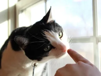 Do Cats Like It When You Boop Them? Understanding Your Furry Friend