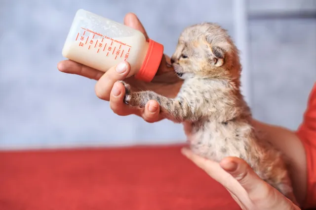 Weaning Kittens: Vet-Reviewed Guide for How & When to Do It