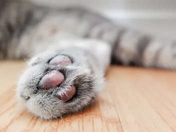 How to Clean Cat Paws: Vet-Approved Step-by-Step Guide
