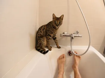 Do All Cats Hate Water? Vet-Verified Info & Bathing Tips