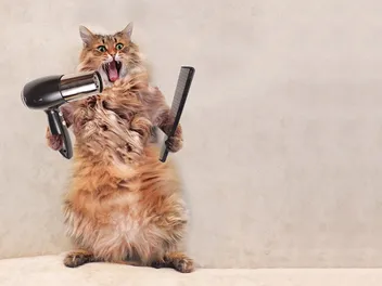 18 Silly Cat Pics You'll Love (Updated in 2026)