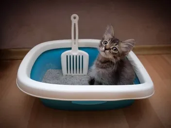 9 Best Litter Boxes for Kittens in 2026 - Reviews & Top Picks