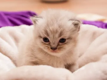 Persian Kittens for Sale in Missouri: Breeders List 2026