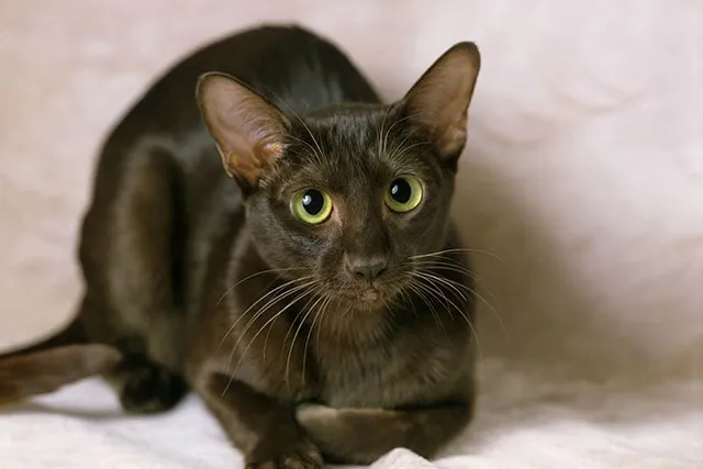 Why Are My Cat's Eyes Dilated? 5 Vet-Reviewed Reasons & What To Do