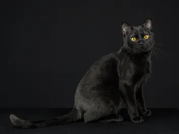 Black Burmese Cat: Info, Pictures, Facts & History
