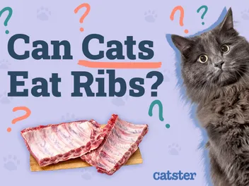 Can Cats Eat Ribs? Vet-Approved Facts & Health Guidelines