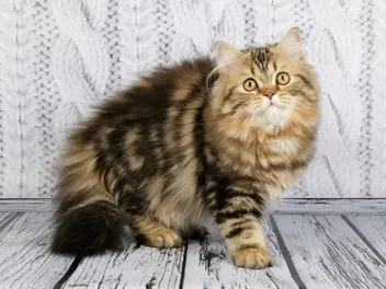 Scottish Straight Longhair: Info, Pictures, Care, & Traits
