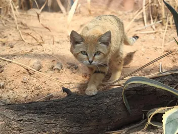 How Do Sand Cats Survive in the Desert? Adaptation Methods & FAQ