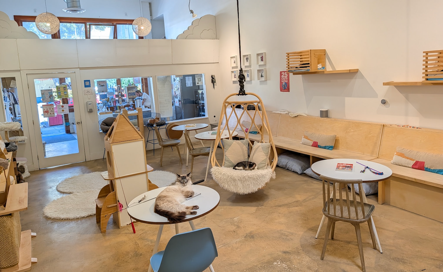 KitTea Cat Café_ Inside the Cozy Cat Rescue Changing Lives in San Francisco 2026 cat lounge photo