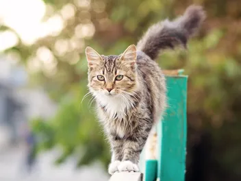 What Is a Community Cat? Facts & FAQ