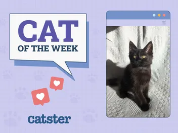 Catster Photo Contest: Cats of the Week Winners (December 26, 2024)