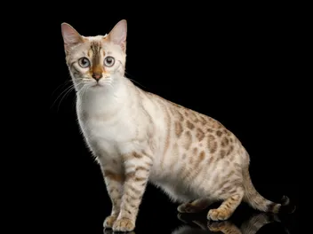 Snow Bengal Cat Breed: Info, Pictures, Temperament & Traits