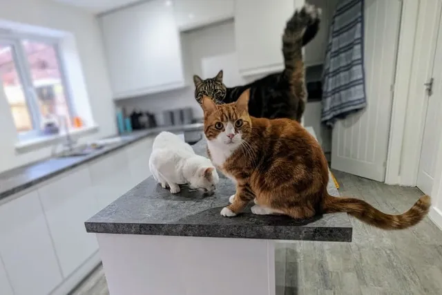 Why I Allow Our Cats on the Countertops: Dr Karyn's Perspective