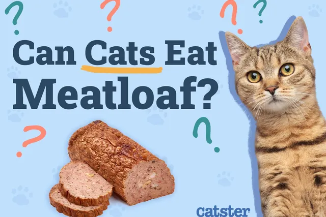 Can Cats Eat Meatloaf? Vet-Reviewed Diet Facts & FAQ