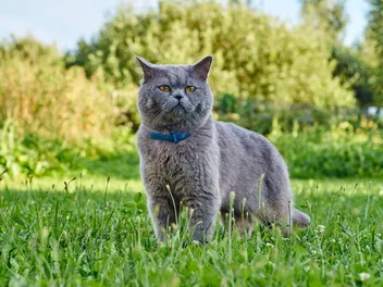 How Do Flea Collars Work for Cats? (The Surprising Details)