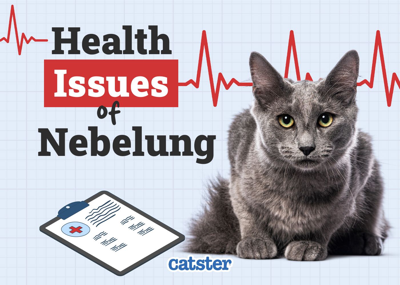 Catster_Health Problems of Nebelung Cat