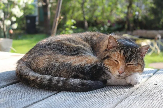 Why Do Cats Sleep So Much? 6 Vet-Approved Reasons