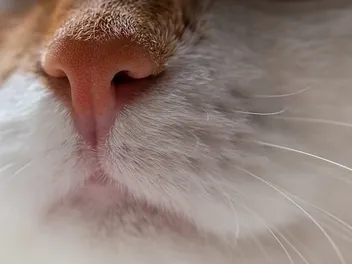 Why Does My Cat Have a Stuffy Nose? 9 Vet Reviewed Reasons