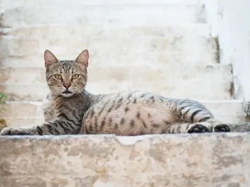 Is My Cat Pregnant? 9 Vet-Approved Signs to Look For