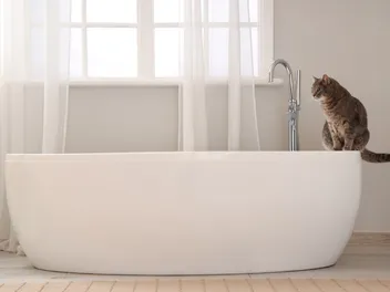 Can I Wash My Cat with Dr. Bronner’s? Vet-Verified Facts & Considerations