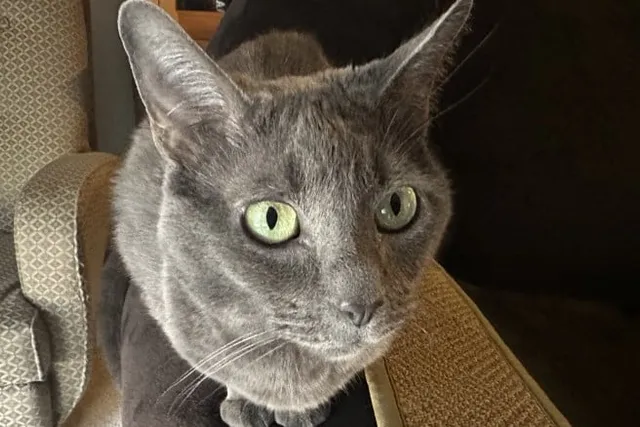 Does Your Cat Like to Ride on Your Shoulders? Olga’s Reluctance