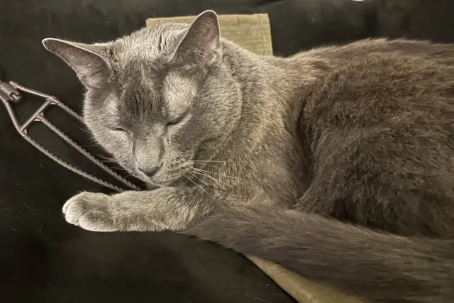 Should Cats Stay in the Cabin or Cargo of Planes? My Preference for Olga