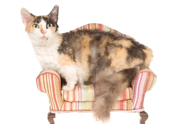 Skookum Cat Breed: Info, Pictures, Temperament & More