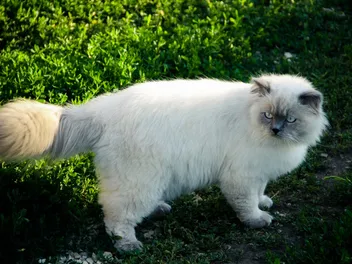 Will Cat Poop Kill My Plants? Vet-Verified Risks, Prevention & FAQ