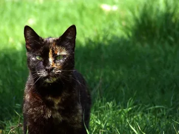 7 Interesting Facts About Tortoiseshell Cats for Feline Lovers