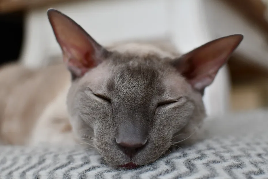 Cornish Rex Sleeping