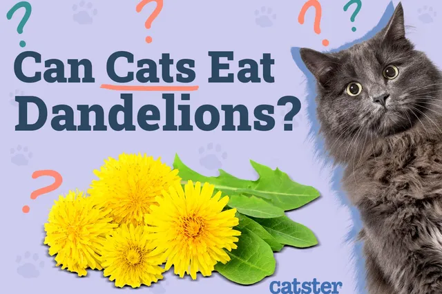 Can Cats Eat Dandelions? Vet-Approved Nutritional Benefits & FAQ