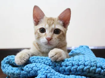 19 Free DIY Crochet Cat Bed Patterns To Make Today (With Pictures)