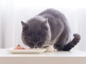10 Best Poultry-Free Cat Foods in 2026 - Reviews & Top Picks