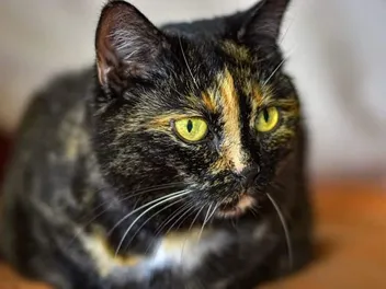 Do Tortoiseshell Cats Meow a Lot? Vet-Verified Breed Facts & Main Causes